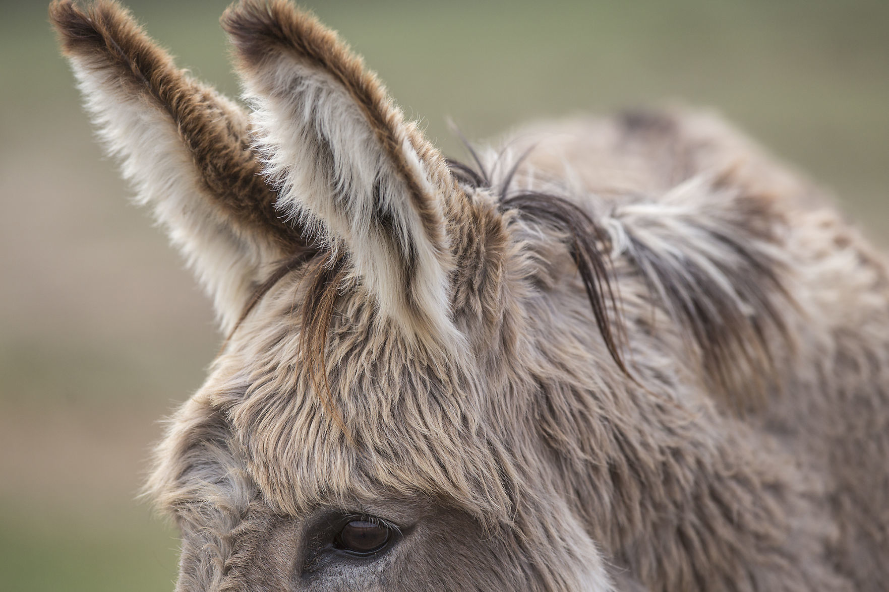 042718-nws-burros004.jpg (copy)